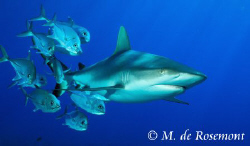 Grey reef shark & Jack fishes. D50/12-24mm (Borabora).
 by Moeava De Rosemont 